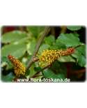Ceratonia siliqua XXL - Johannisbrotbaum (Pflanze)