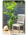 Diospyros digyna - Schwarze Sapote (Pflanze)
