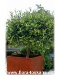 Ceratonia siliqua XXL - Johannisbrotbaum (Pflanze)