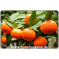 Citrus unshiu XXL - Satsuma