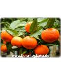 Citrus unshiu XXL - Satsuma (Pflanze) | Satsumabaum