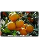 Citrus unshiu XXL - Satsuma (Pflanze) | Satsumabaum