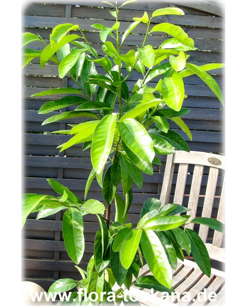 Diospyros digyna - Schwarze Sapote (Pflanze)