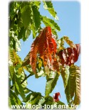 Dimocarpus longan - Longan (Pflanze)
