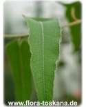 Eucalyptus citriodora XXL - Lemon Eucalyptus, Citron-scented Gum