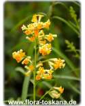 Freylinia lanceolata XXL - Honeybells, Honeybell bush