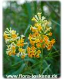 Freylinia lanceolata XXL - Honeybells, Honeybell bush