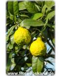 Citrus micrantha - Papeda | Kaffir-Limette | Kaffernlimette