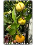Diospyros kaki 'Cioccolatino' - Kaki (Pflanze), Kakipflaume, Sharon-Frucht