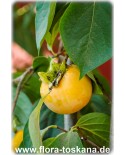 Diospyros kaki 'Cioccolatino' - Kaki (Pflanze), Kakipflaume, Sharon-Frucht