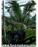 Cycas rumphii - Palmfarn | Südostasischer Palmfarn