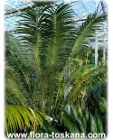 Cycas rumphii - Palmfarn | Südostasischer Palmfarn