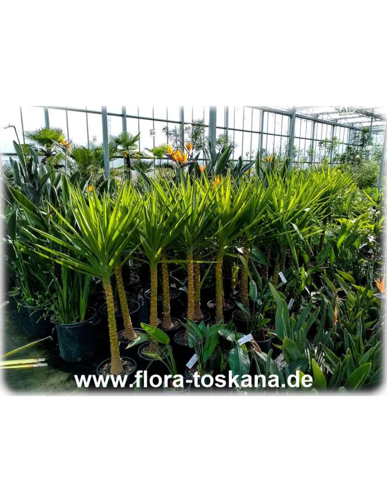 Yucca elephantipes Zimmerpflanze für Wohnraum oder Büro Riesen-Palmlilie 80 cm hoch 