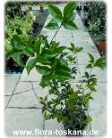 Osmanthus heterophyllus - Holly Tea Olive