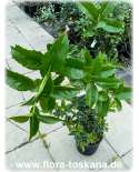 Osmanthus heterophyllus - Holly Tea Olive