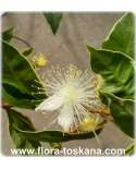 Myrtus communis variegata - Myrte | Brautmyrte | Gemeine Myrte