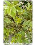 Myrtus communis variegata - Myrte | Brautmyrte | Gemeine Myrte