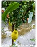 Citrus limon canaliculata 'di Palermo' - Zitrone (Pflanze) | Gefurchte-Zitrone | Zitrone | Zitronenbäumchen | Zitronenbaum