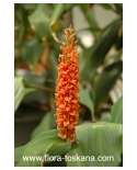 Hedychium gardnerianum - Indian Ginger, Kahili Ginger