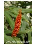 Hedychium densiflorum 'Assam Orange' - Zieringwer | Tibet-Ingwer | Gelber Schmetterlings-Ingwer