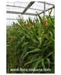 Hedychium densiflorum 'Assam Orange' - Zieringwer | Tibet-Ingwer | Gelber Schmetterlings-Ingwer