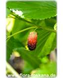 Morus rubra XXL - Rote Maulbeere (Pflanze) | Roter Maulbeerbaum | Amerikanische Maulbeere