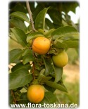 Diospyros kaki 'Jiro' - Kaki (Pflanze), Kakipflaume, Sharon-Frucht
