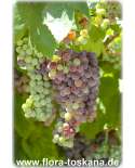 Vitis vinifera - Wein (Pflanzen) | Winzerweine