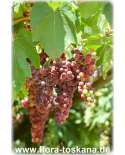 Vitis vinifera - Wein (Pflanzen) | Winzerweine