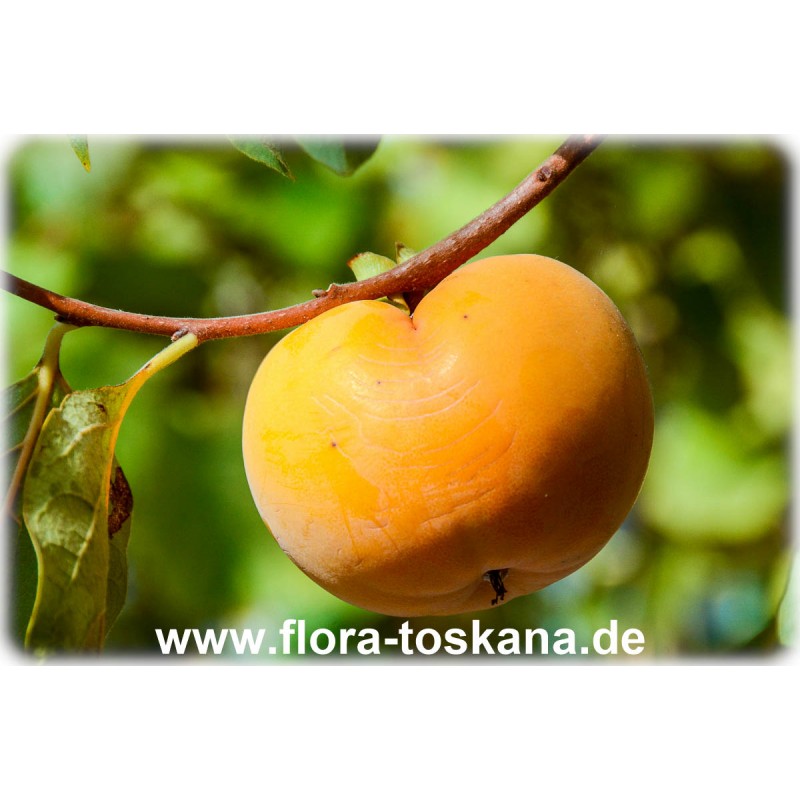 süße Früchte Diospyros KAKI 'Jiro' Kakibaum winterharte Pflanze 130-160cm 