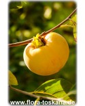 Diospyros kaki 'Jiro' - Kaki (Pflanze), Kakipflaume, Sharon-Frucht