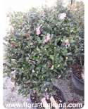 Camellia sasanqua - Herbstblühende Kamelie