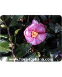 Camellia sasanqua - Herbstblühende Kamelie