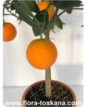 Citrus sinensis 'Fragola' - Erdbeer-Orange (Pflanze), Orangenbäumchen | FLORA TOSKANA