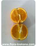 Citrus sinensis 'Fragola' - Erdbeer-Orange (Pflanze), Orangenbäumchen | FLORA TOSKANA