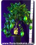 Citrus limon 'Verna' - Zitrone (Pflanze) | Verna Zitrone | Zitrone | Zitronenbäumchen | Zitronenbaum