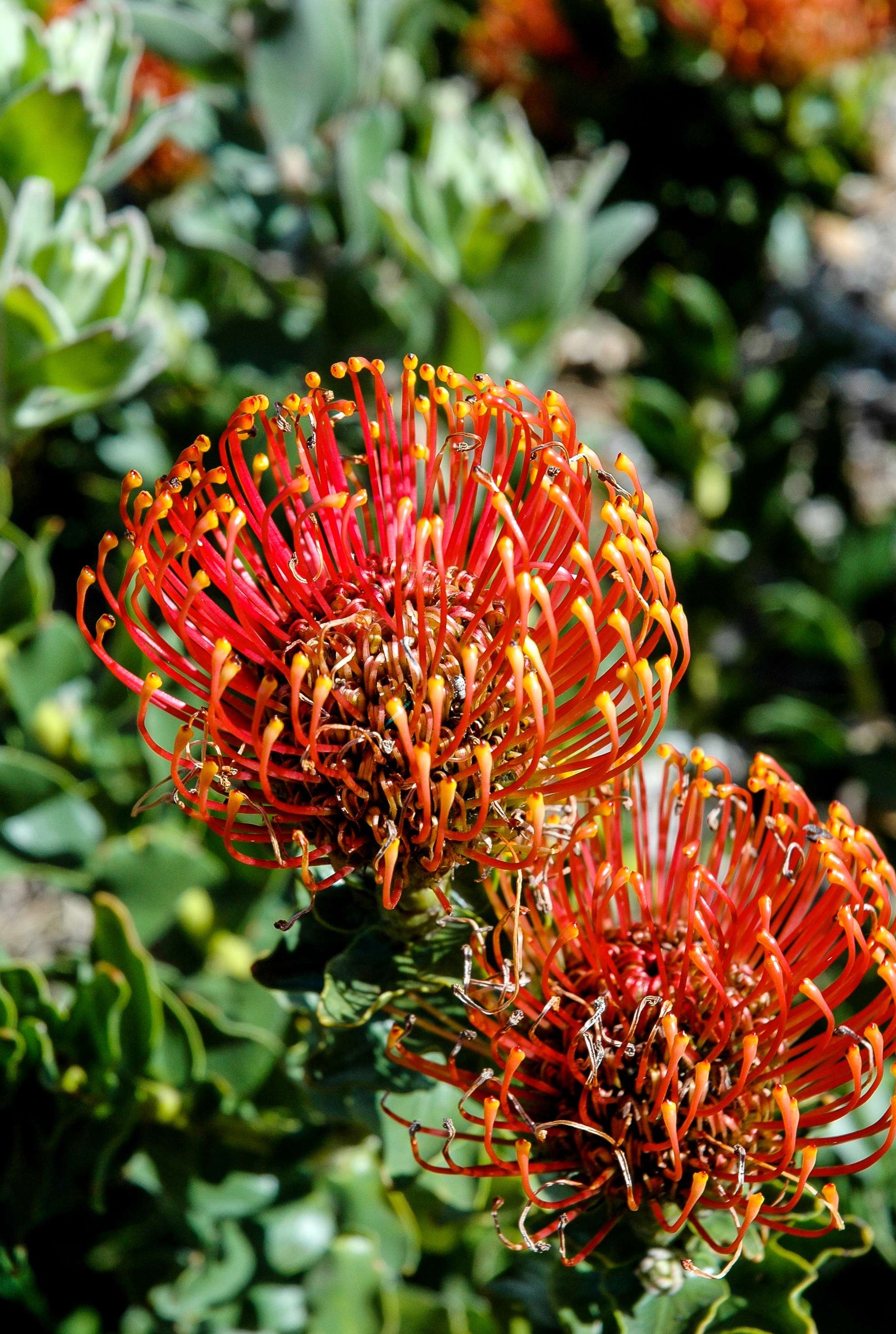 Pincushion Sunrise - Pincushion - Proteas and Leucadendrons - Flowers by  category