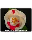 Camellia japonica 'historische Sorten' - istorische Kamelien