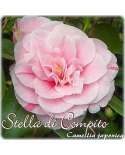 Camellia japonica 'historische Sorten' - historische Kamelien
