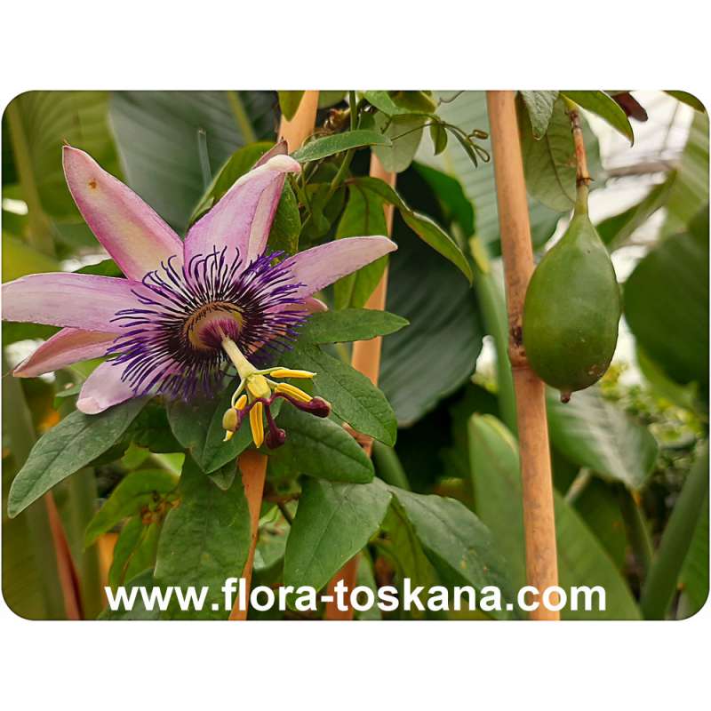 Passiflora incarnata - winterharte Passionsblume Passiflora incarnata - winterharte Passionsblume