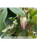 Passiflora incarnata - winterharte Passionsblume