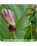 Passiflora incarnata - winterharte Passionsblume