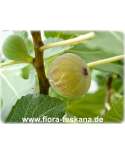 Ficus carica 'Paradiso' - Feige (Pflanze) | Echte Feige | Feigenbaum | Fruchtfeige