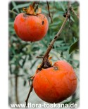 Diospyros kaki 'Tipo' - Kaki (Pflanze), Kakipflaume, Sharon-Frucht