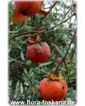 Diospyros kaki 'Tipo' - Kaki (Pflanze), Kakipflaume, Sharon-Frucht