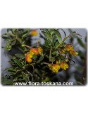 Grevillea hybride - Spider Flower