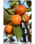 Diospyros kaki 'Vainiglia' - Kaki (Pflanze), Kakipflaume, Sharon-Frucht