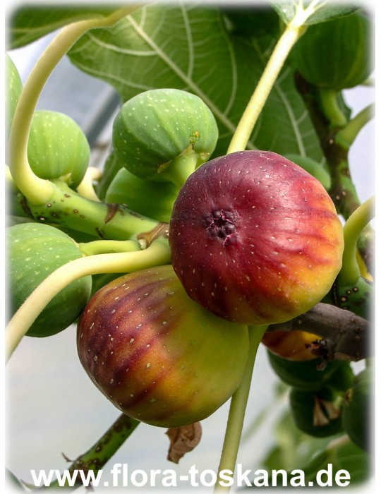Ficus carica 'Breva' - Rote Feige (Pflanze) | Echte Feige | Feigenbaum | Fruchtfeige