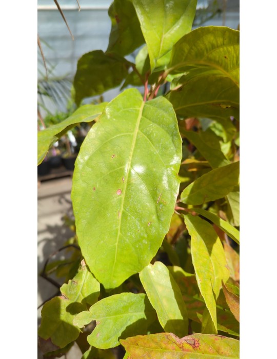 Elaeocarpus ganitrus - Rudrakscha | Ganiterbaum