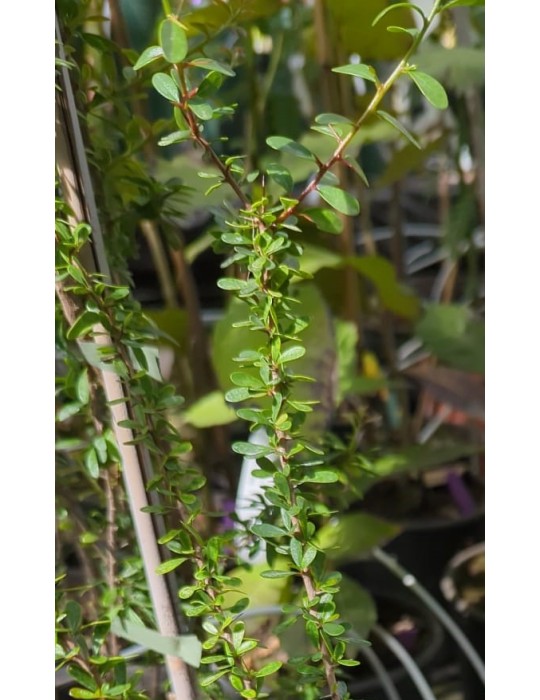 Argania spinosa - Arganbaum